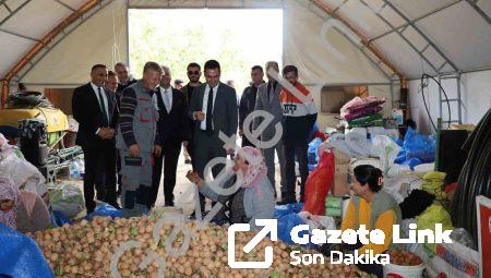 Dinar’da ceviz mesaisi başladı: Rekolte yüzleri güldürdü