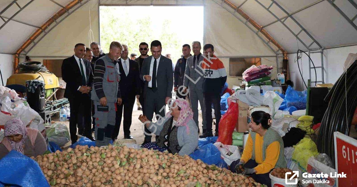 "Dinar’da ceviz mesaisi başladı: Rekolte yüzleri güldürdü" başlıklı haber için fotorealistik, profes