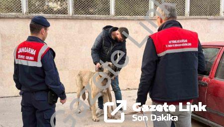 Afyonkarahisar’da Vahşete Dronlu Takip: Köpek Dövüştüren 12 Kişi Yakalandı