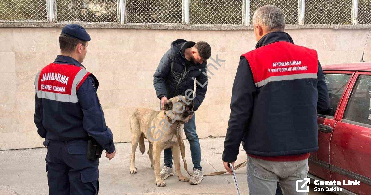 "Afyonkarahisar'da Vahşete Dronlu Takip: Köpek Dövüştüren 12 Kişi Yakalandı" başlıklı haber için fot