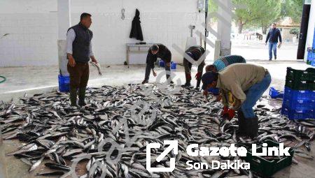 Muğla’dan Balık İhracatında 618 Milyon Dolarlık Başarı