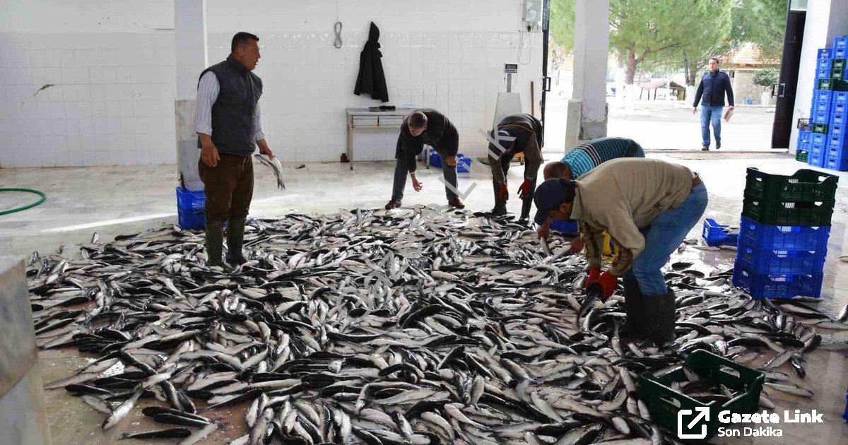 "Muğla'dan Balık İhracatında 618 Milyon Dolarlık Başarı" başlıklı haber için fotorealistik, profesyo