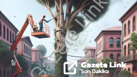 Afyonkarahisar’da Cumhuriyet Mahallesi’nde ağaç budama uyarısı