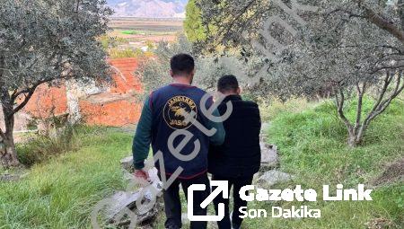 Aydın Söke’de Film Gibi Operasyon: Firari Şahıs Ormanda Kıskıvrak Yakalandı