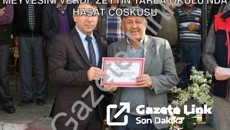 Denizli Tavas’ta Tarımsal Eğitim Meyvesini Verdi: Zeytin Tarla Okulu’nda Hasat Coşkusu