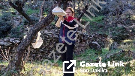 Söke’de Tarımsal Alarm: Akdeniz Meyve Sineği Tehdidi Büyüyor