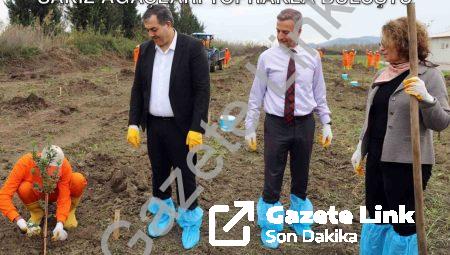 Dalaman Cezaevi’nde Tarımsal Atılım: Sakız Ağaçları Toprakla Buluştu