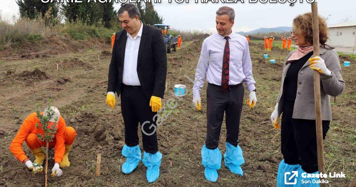 "Dalaman Cezaevi'nde Tarımsal Atılım: Sakız Ağaçları Toprakla Buluştu" başlıklı haber için fotoreali