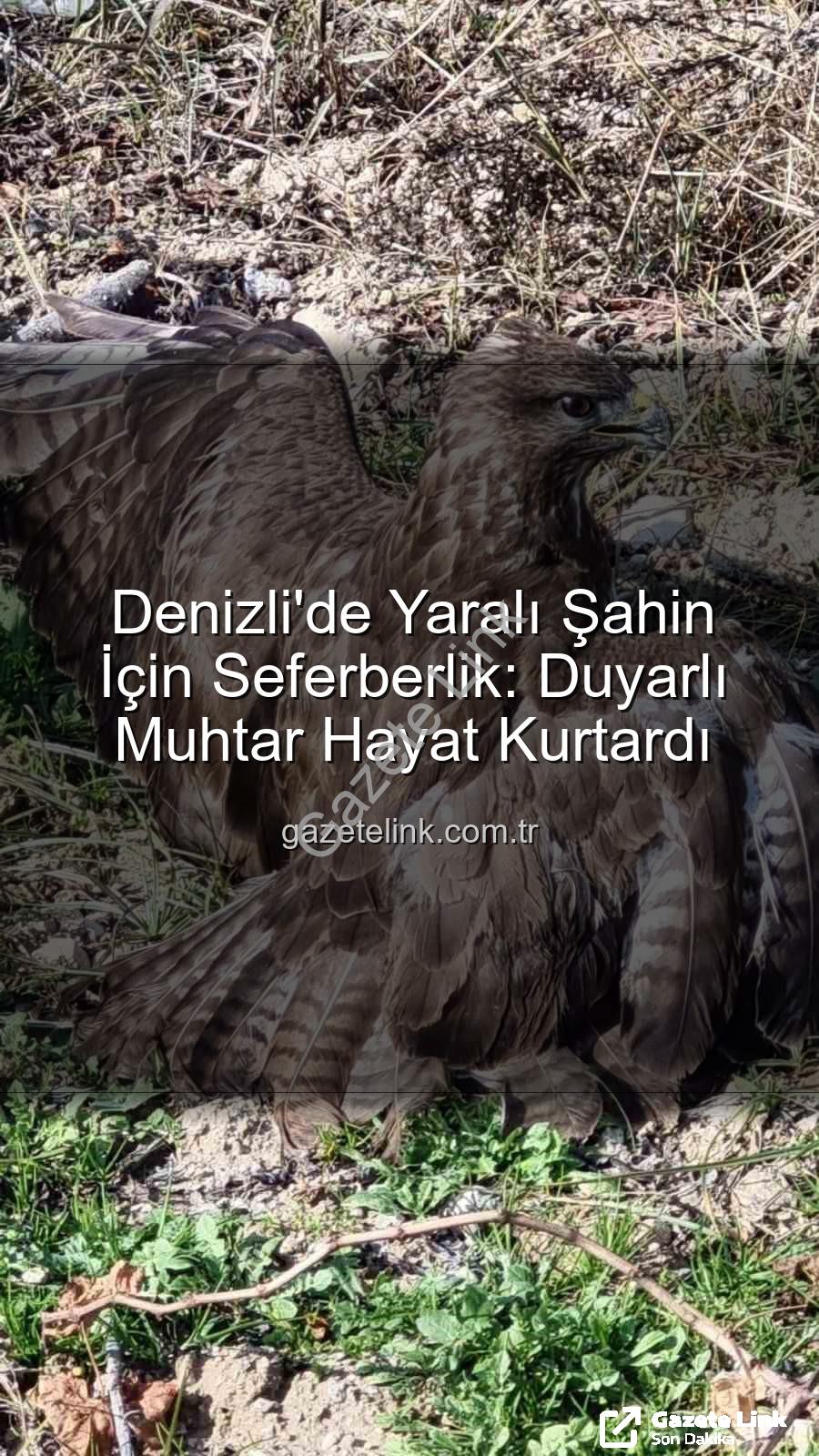Denizli'de yaralı şahin - Denizli'de Yaralı Şahin İçin Seferberlik: Duyarlı Muhtar Hayat Kurtardı