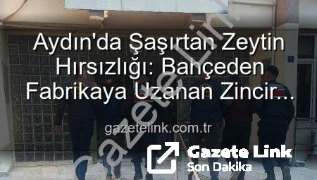 Aydın’da Şaşırtan Zeytin Hırsızlığı: Bahçeden Fabrikaya Uzanan Zincir Çözüldü