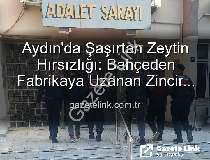 zeytin hırsızlığı - Aydın'da Şaşırtan Zeytin Hırsızlığı: Bahçeden Fabrikaya Uzanan Zincir Çözüldü