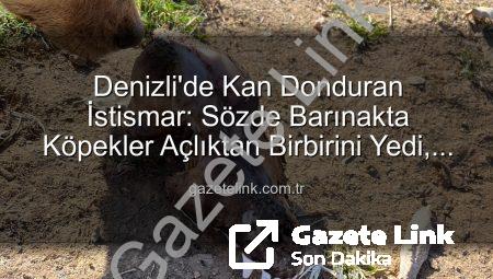 Denizli’de Kan Donduran İstismar: Sözde Barınakta Köpekler Açlıktan Birbirini Yedi, Yurt Dışından Milyonlar Toplanmış!
