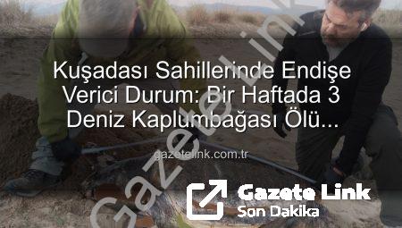 Kuşadası Sahillerinde Endişe Verici Durum: Bir Haftada 3 Deniz Kaplumbağası Ölü Bulundu