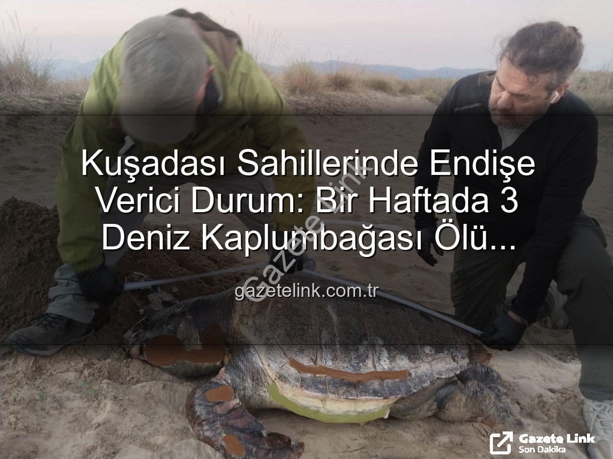 deniz kaplumbağası ölümleri - Kuşadası Sahillerinde Endişe Verici Durum: Bir Haftada 3 Deniz Kaplumbağası Ölü Bulundu
