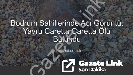 Bodrum Sahillerinde Üzücü Manzara: Yavru Caretta Caretta Ölü Bulundu