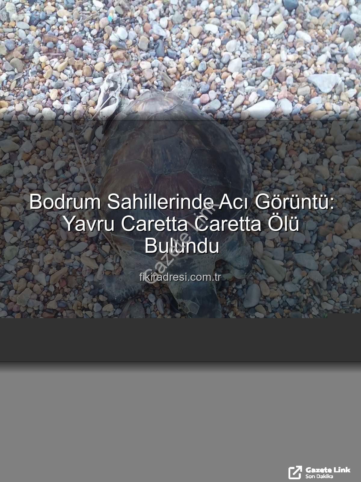 yavru caretta caretta - Bodrum Sahillerinde Üzücü Manzara: Yavru Caretta Caretta Ölü Bulundu