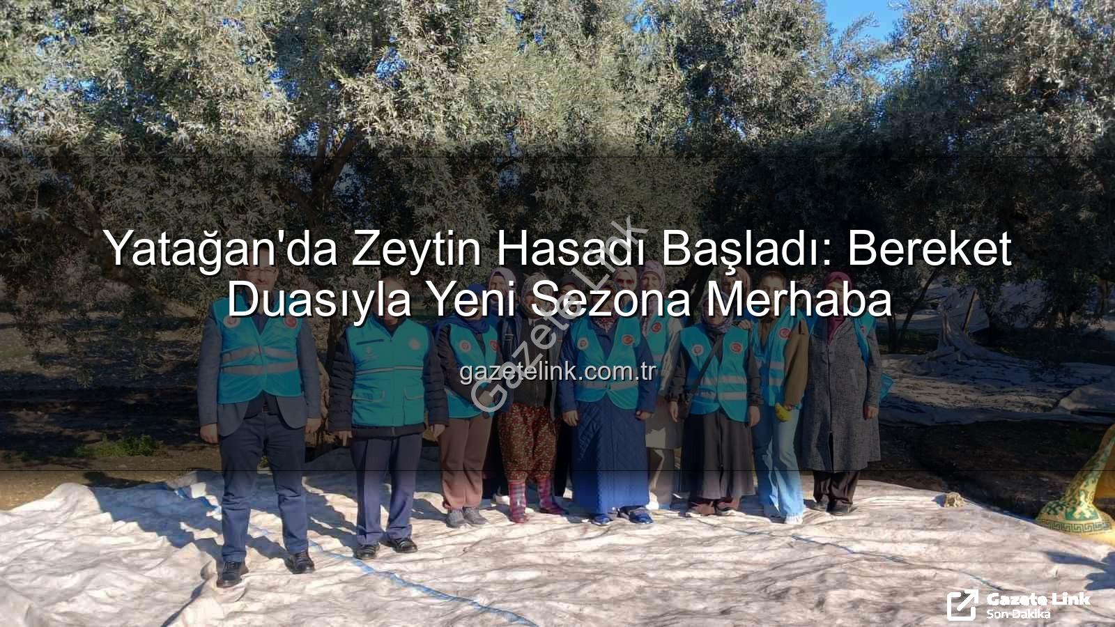 Yatağan zeytin hasadı - Yatağan'da Zeytin Hasadı Başladı: Bereket Duasıyla Yeni Sezona Merhaba