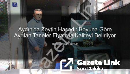 Aydın’da Zeytin Hasadı: Boy ve Kalite Fiyatı Belirliyor, Üretici Emek Değerini Buluyor