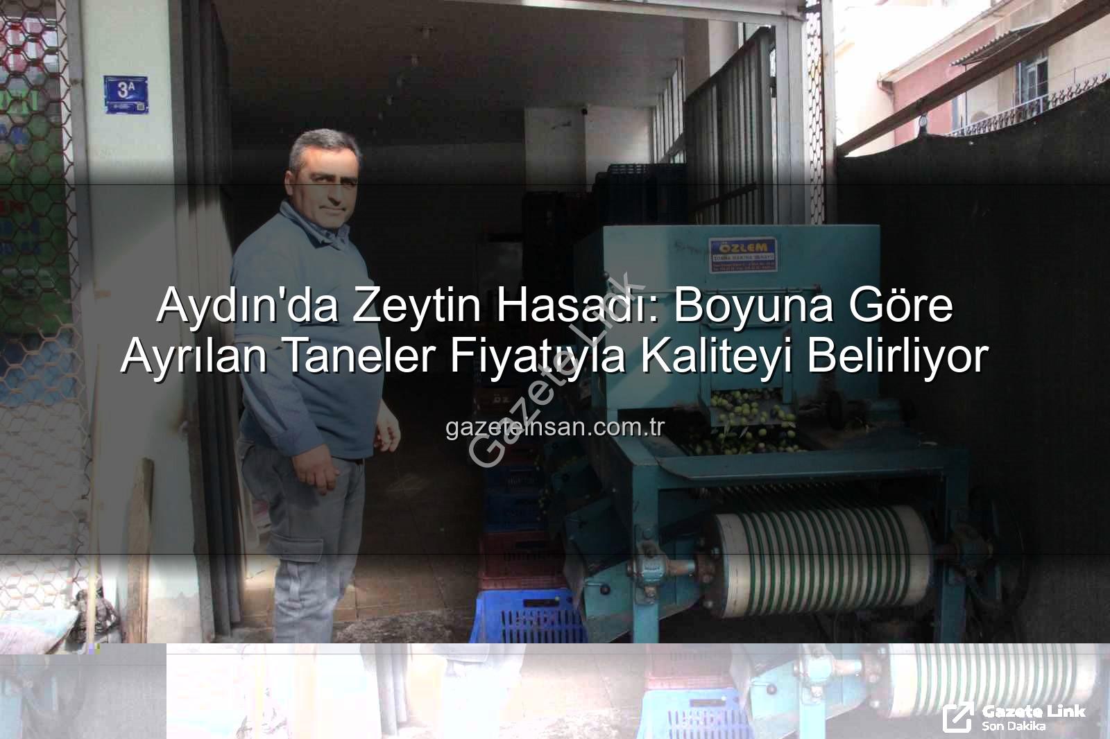 Aydın zeytin hasadı - Aydın'da Zeytin Hasadı: Boy ve Kalite Fiyatı Belirliyor, Üretici Emek Değerini Buluyor