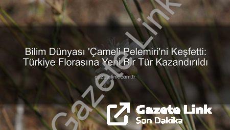 Bilim Dünyası ‘Çameli Pelemiri’ni Keşfetti: Türkiye Florasına Yeni Bir Tür Kazandırıldı