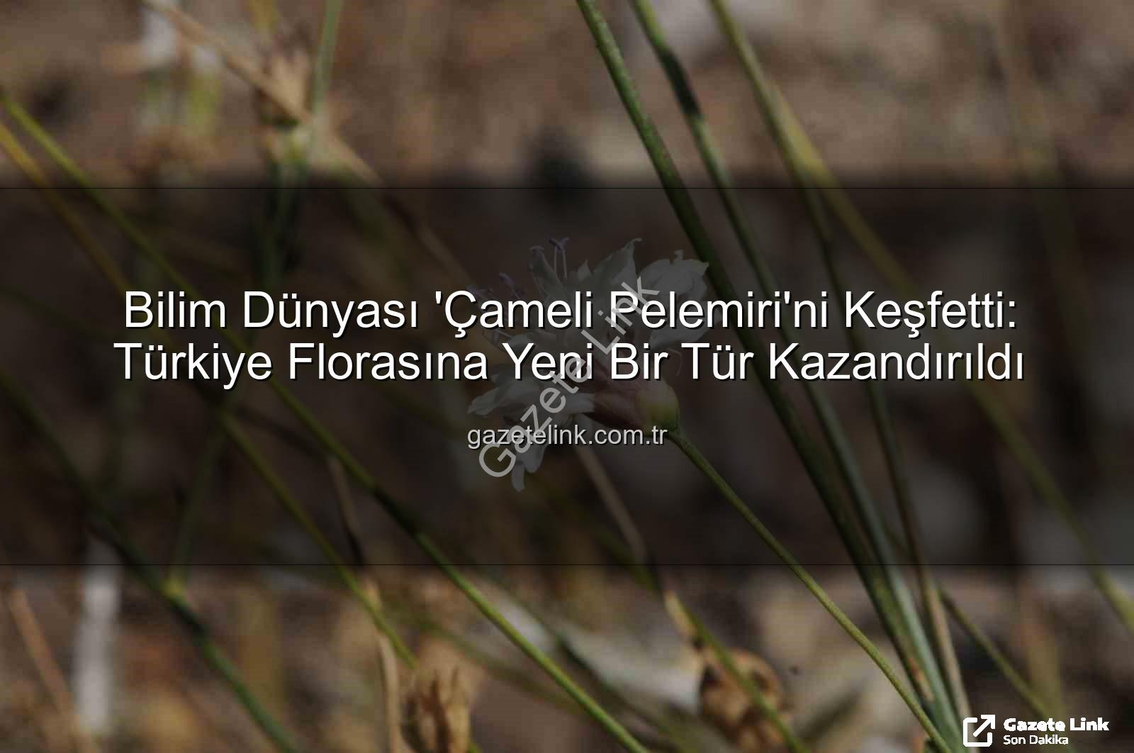 Çameli pelemiri - Bilim Dünyası 'Çameli Pelemiri'ni Keşfetti: Türkiye Florasına Yeni Bir Tür Kazandırıldı