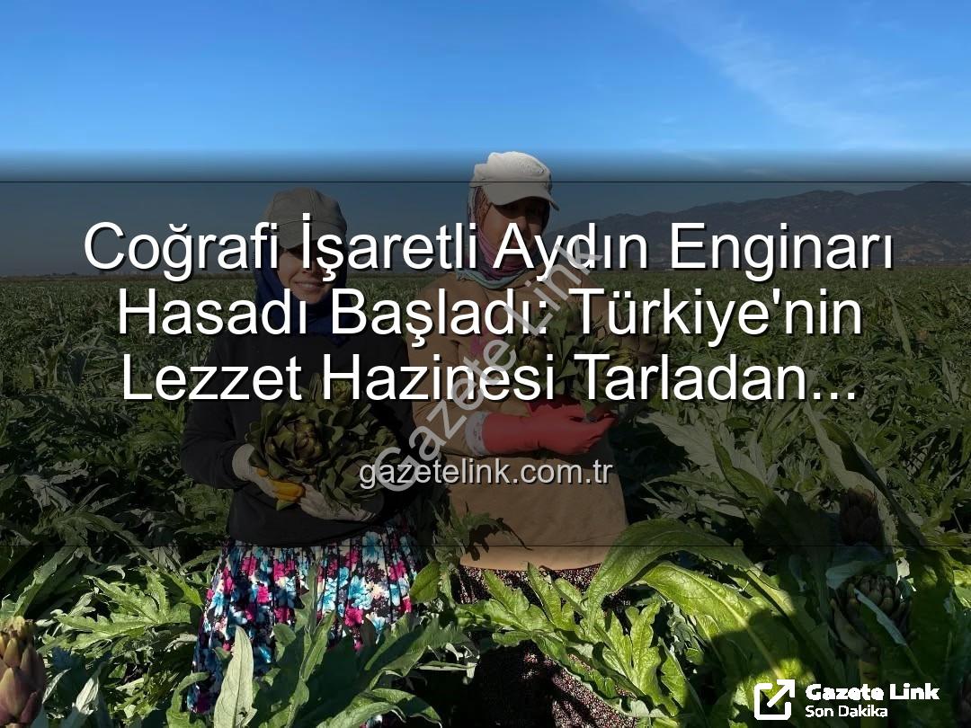 Aydın Enginarı - Coğrafi İşaretli Aydın Enginarı Hasadı Başladı: Türkiye'nin Lezzet Hazinesi Tarladan Sofralara