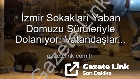 İzmir Sokakları Yaban Domuzu Sürüleriyle Dolanıyor: Vatandaşlar Tedirgin, Yetkililere Çağrı Var