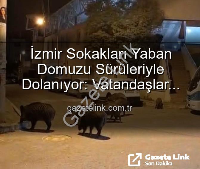 yaban domuzu - İzmir Sokakları Yaban Domuzu Sürüleriyle Dolanıyor: Vatandaşlar Tedirgin, Yetkililere Çağrı Var